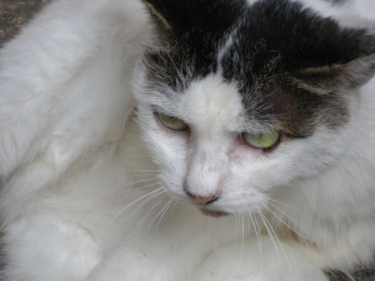 ���X�_�Ђ̎�