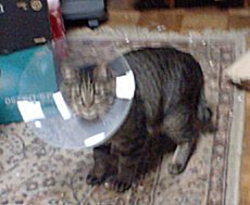 �G���U�x�X�J���[